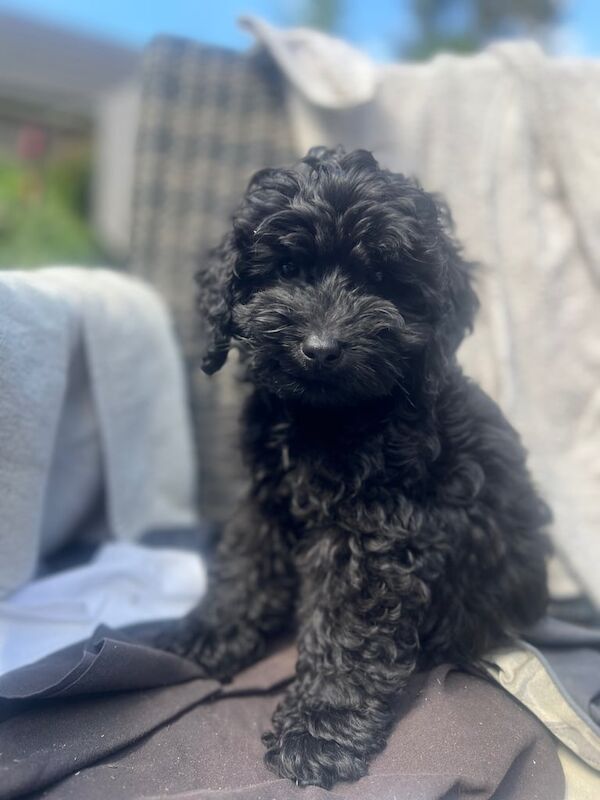 2x Cockapoo puppies ready to leave for sale in Anstey, Leicestershire