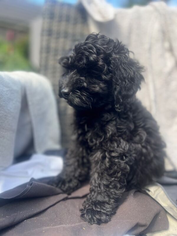 2x Cockapoo puppies ready to leave for sale in Anstey, Leicestershire - Image 2
