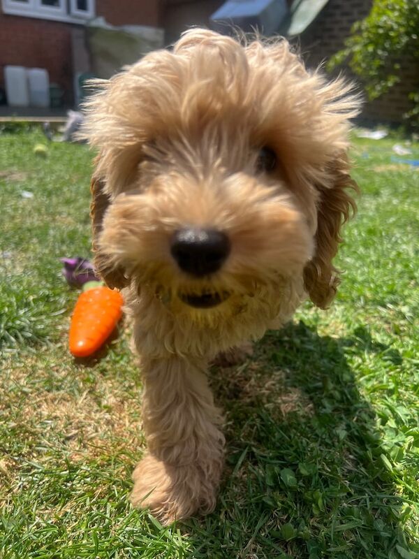 2x Cockapoo puppies ready to leave for sale in Anstey, Leicestershire - Image 3