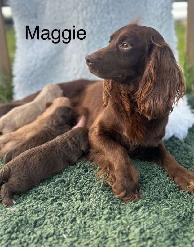 3 adorable cockapoo can leave us now for sale in Upwell Norfolk | Image 4