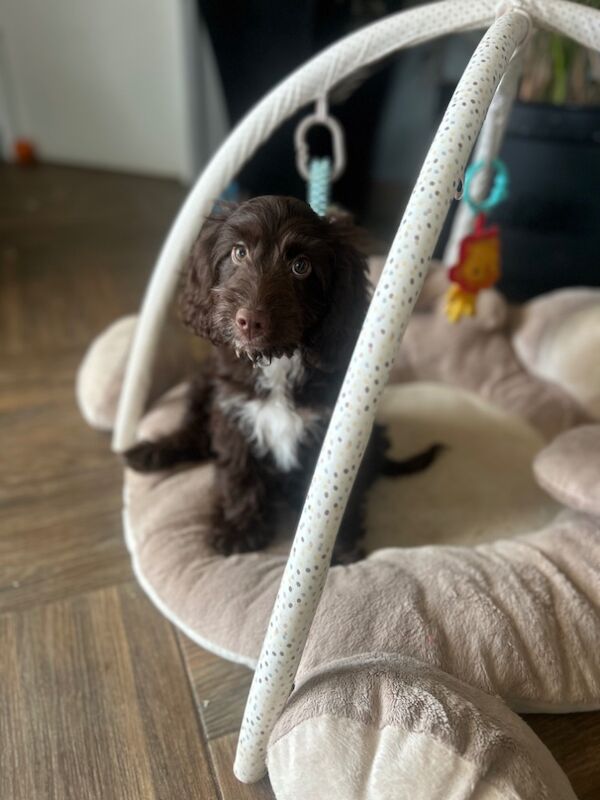 Cockapoo puppies for sale in Wisbech, Cambridgeshire – 5 months old - Image 4 of 4