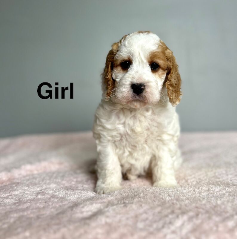 Miniature Cockapoo Puppies For Sale
