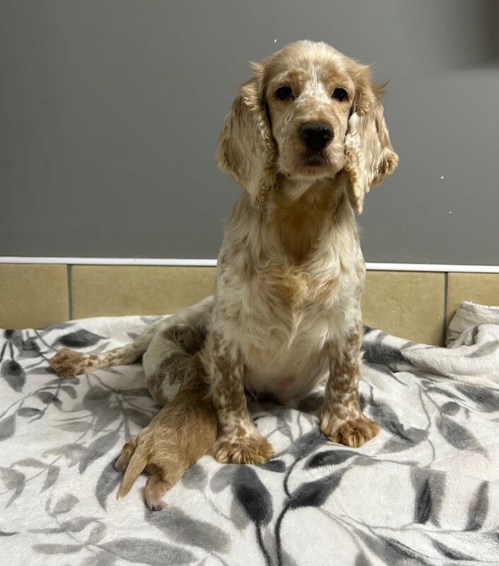 3 adorable cockapoo girls ready soon - Image 4 of 4