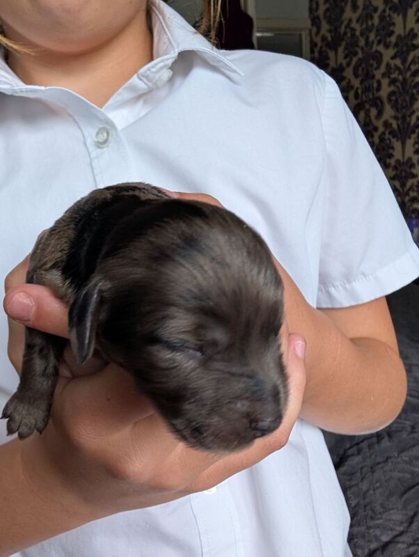 3 adorable f2b cockapoo pups for sale in Eccles, Greater Manchester