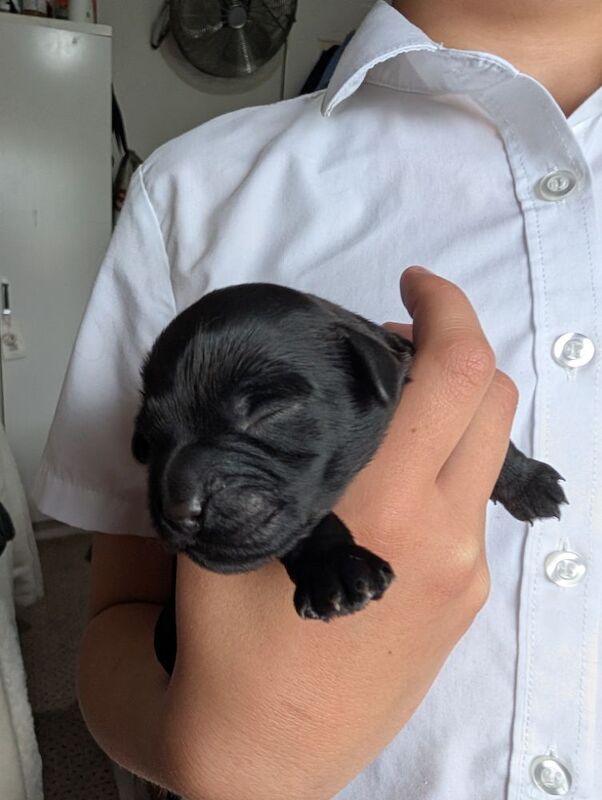 3 adorable f2b cockapoo pups for sale in Eccles, Greater Manchester - Image 2
