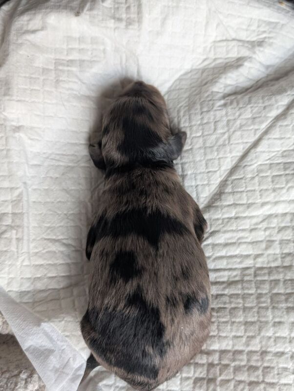 3 adorable f2b cockapoo pups for sale in Eccles, Greater Manchester - Image 3