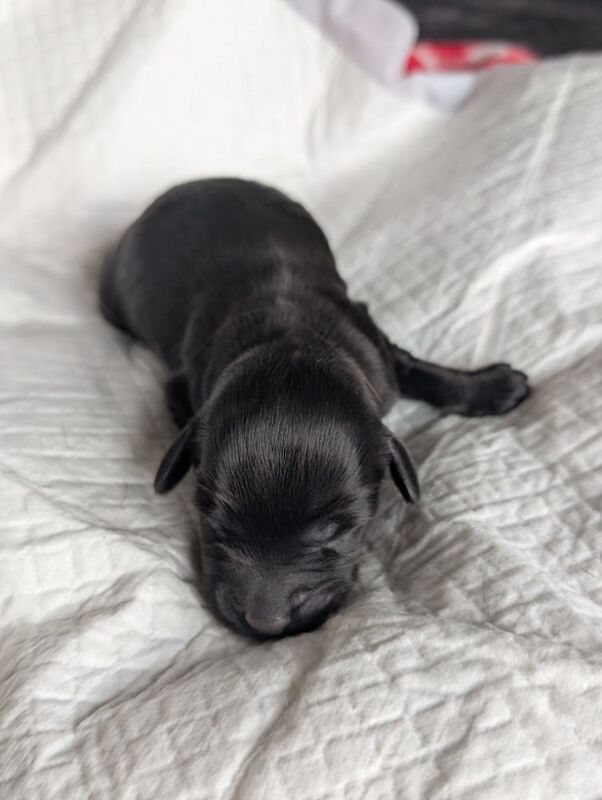3 adorable f2b cockapoo pups for sale in Eccles, Greater Manchester - Image 4