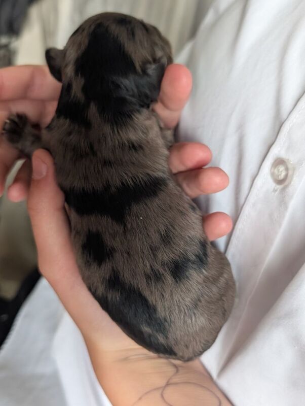 3 adorable f2b cockapoo pups for sale in Eccles, Greater Manchester - Image 6