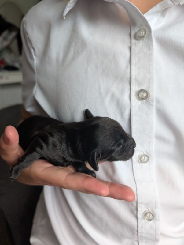 3 adorable f2b cockapoo pups for sale in Eccles, Greater Manchester - Image 7