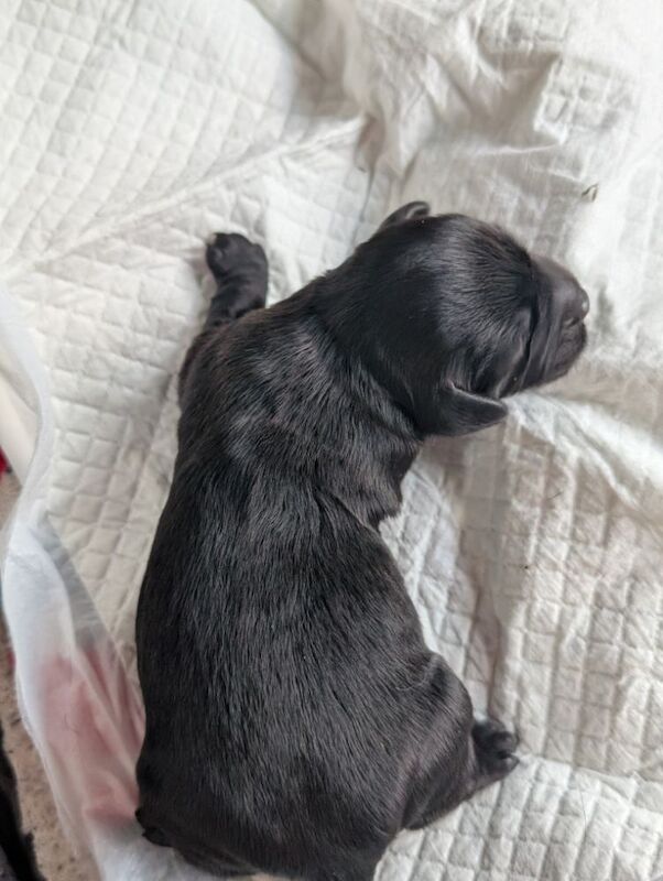 3 adorable f2b cockapoo pups for sale in Eccles, Greater Manchester - Image 9