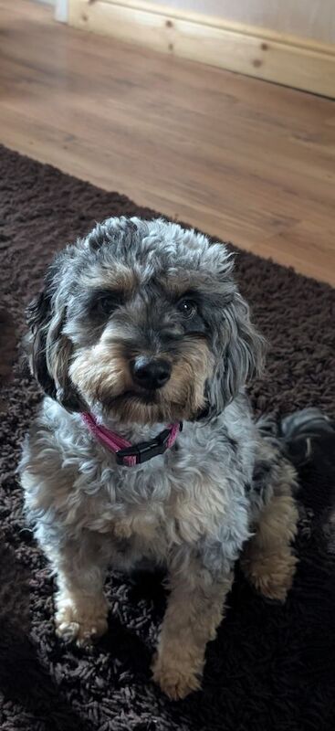 3 adorable f2b cockapoo pups for sale in Eccles, Greater Manchester - Image 13
