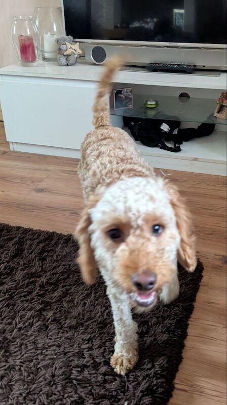 3 adorable f2b cockapoo pups for sale in Eccles, Greater Manchester - Image 14