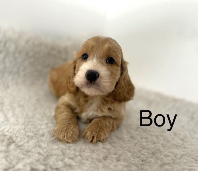 Cockapoo puppies for sale in Upwell Norfolk – 8 weeks old