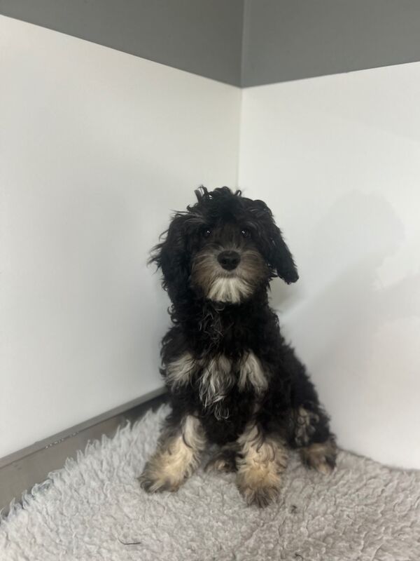 Cockapoo puppies for sale in Wisbech, Cambridgeshire – 3 months old