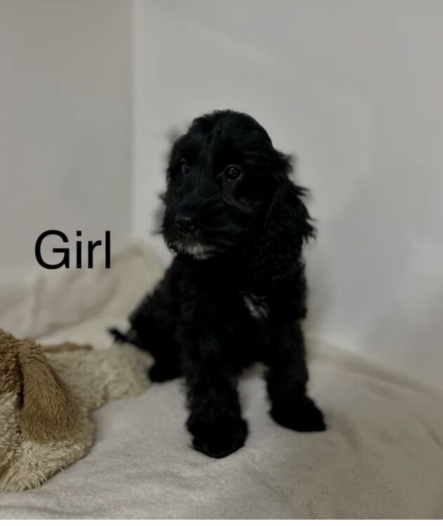 Cockapoo puppies for sale in Wisbech, Cambridgeshire – 4 months old - Image 2 of 5