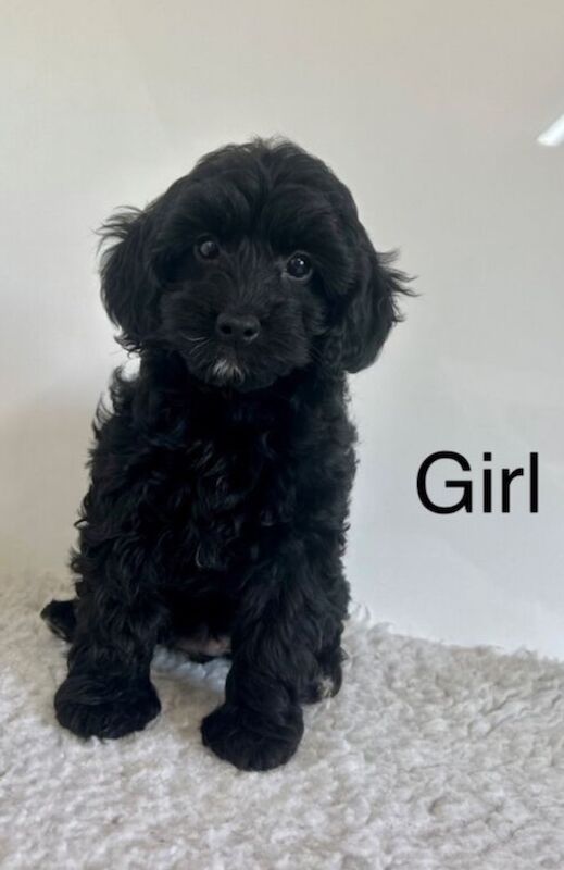 Cockapoo puppies for sale in Wisbech, Cambridgeshire – 4 months old - Image 3 of 5