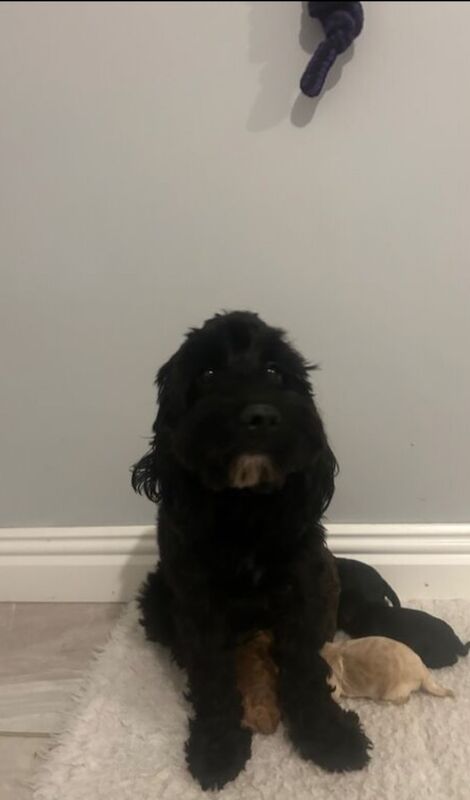 Cockapoo puppies for sale in Wisbech, Cambridgeshire – 4 months old - Image 4 of 5