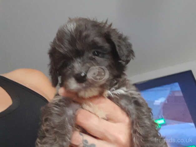 Cockapoo puppies for sale in Retford, Nottinghamshire – 1 year old - Image 3 of 5