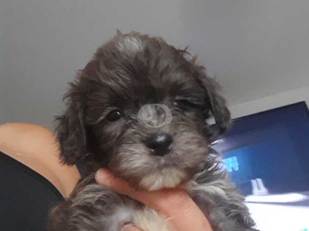 Cockapoo puppies for sale in Retford, Nottinghamshire – 1 year old - Image 4 of 5