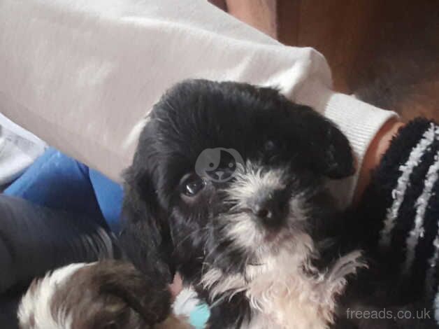 Cockapoo puppies for sale in Retford, Nottinghamshire – 1 year old - Image 5 of 5