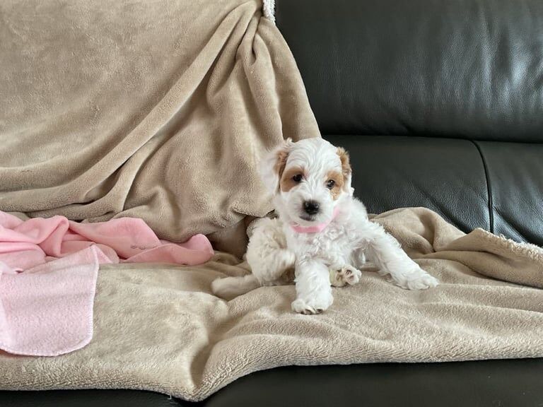 3 beautiful cockapoo/Jackapoo pups for sale in Lancaster, Lancashire