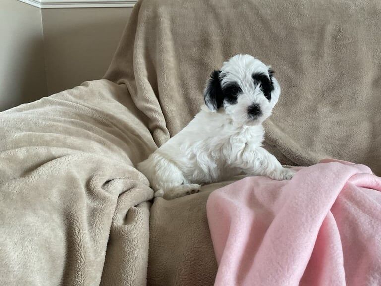 3 beautiful cockapoo/Jackapoo pups for sale in Lancaster, Lancashire | Image 2