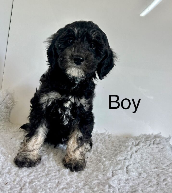 3 beautiful cockapoo puppies ready now for sale in Upwell, Norfolk