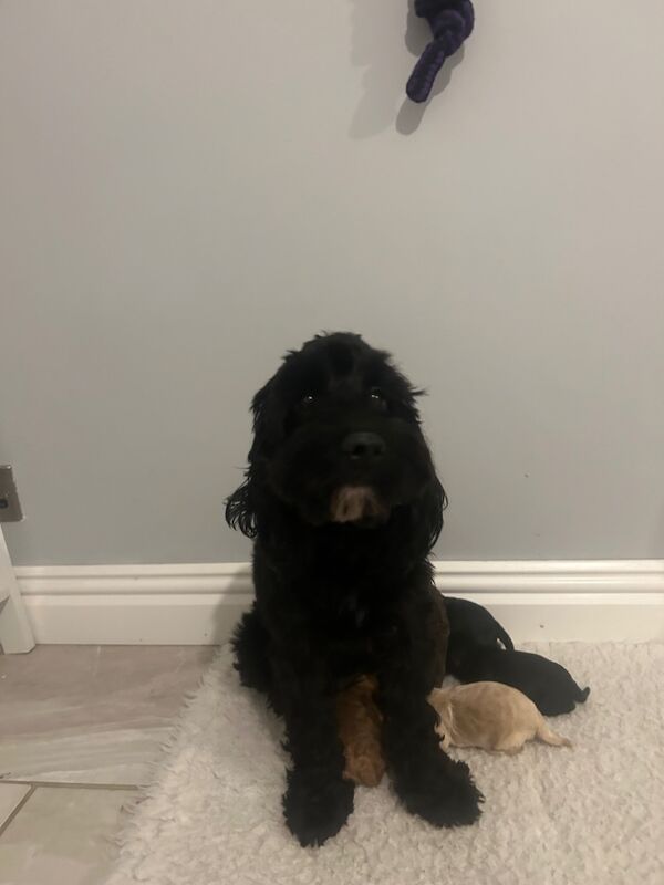 3 beautiful cockapoo puppies ready now for sale in Upwell, Norfolk - Image 4
