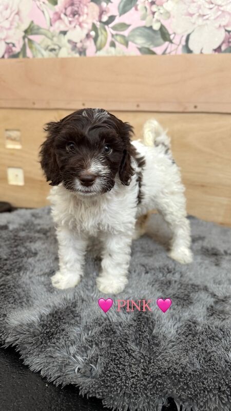 Miniature Cockapoo Puppies For Sale