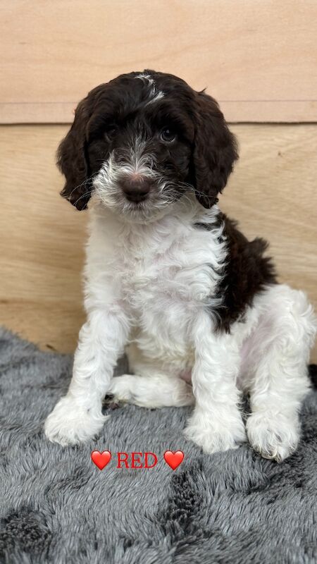 3 Beautiful Sproodle Pups - Ready End of May - Image 2 of 4