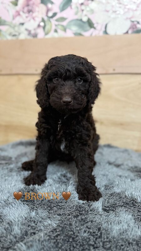 3 Beautiful Sproodle Pups - Ready End of May - Image 3 of 4
