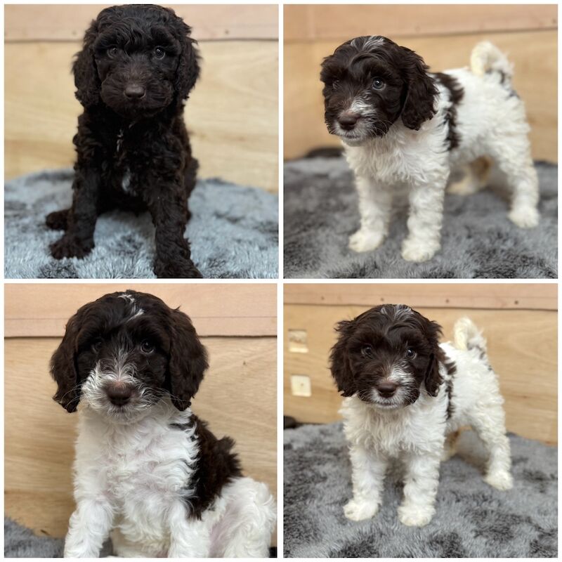 3 Beautiful Sproodle Pups - Ready End of May - Image 4 of 4