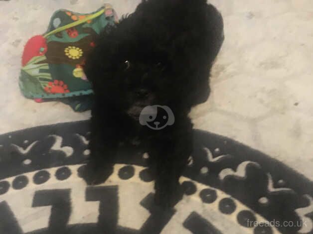 Cockapoo puppies for sale in Accrington, Lancashire – 1 year old - Image 2 of 5