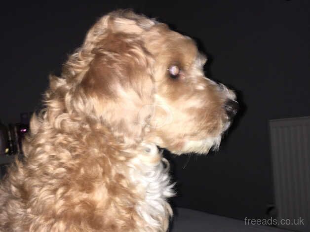 Cockapoo puppies for sale in Accrington, Lancashire – 1 year old - Image 3 of 5