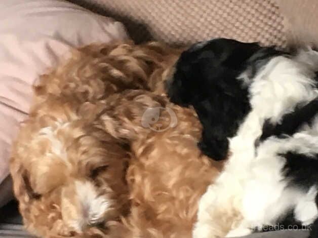 Cockapoo puppies for sale in Accrington, Lancashire – 1 year old - Image 5 of 5