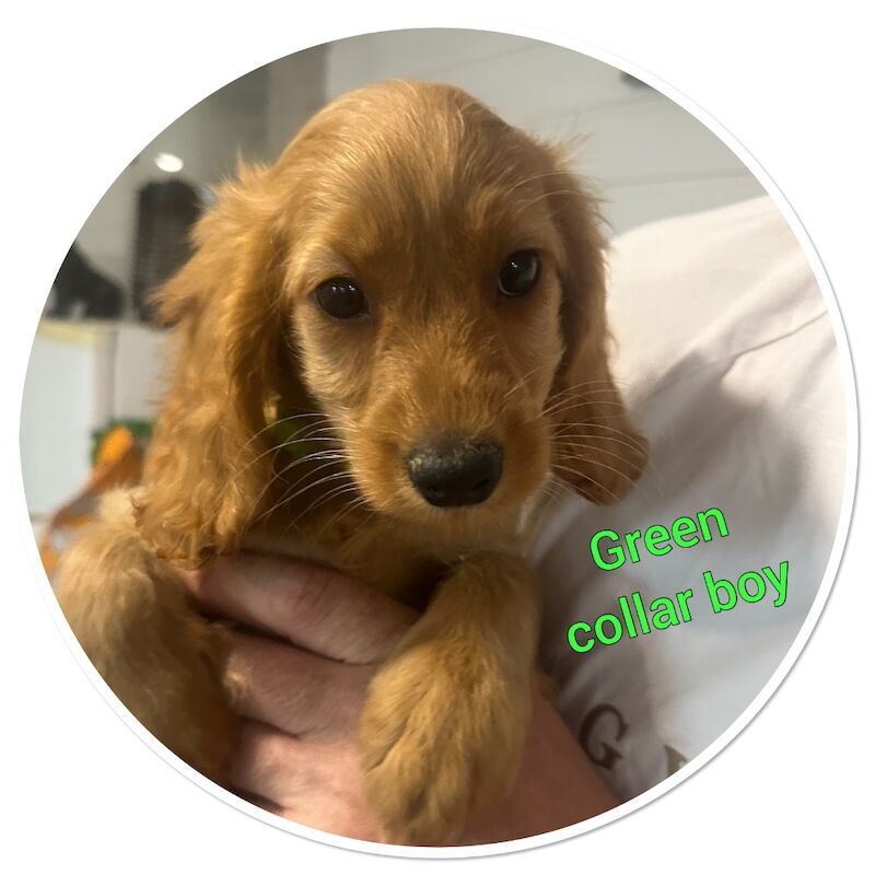 3 cockapoo available