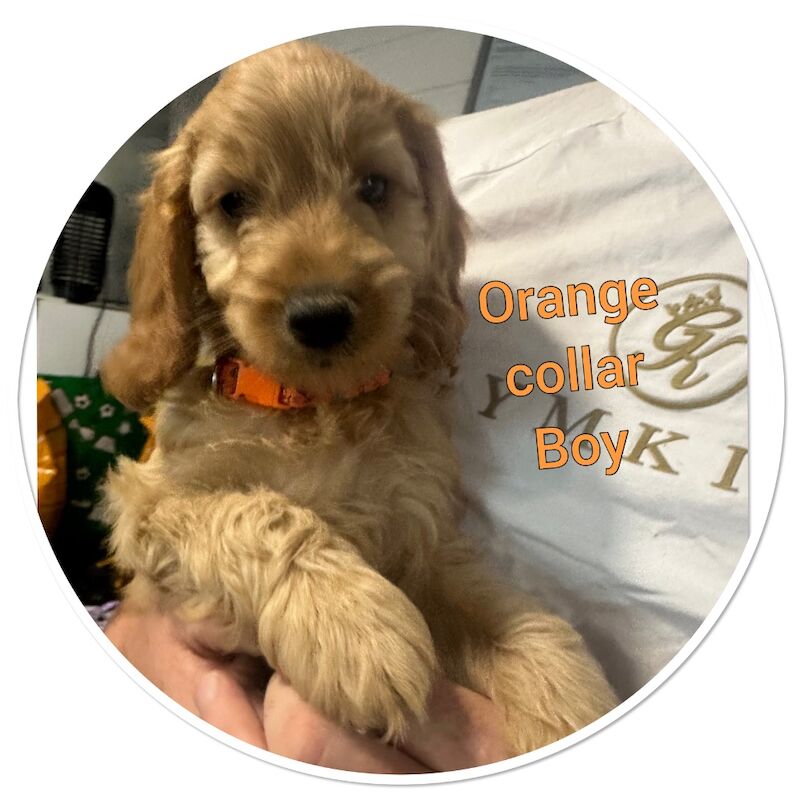 2 cockapoo available