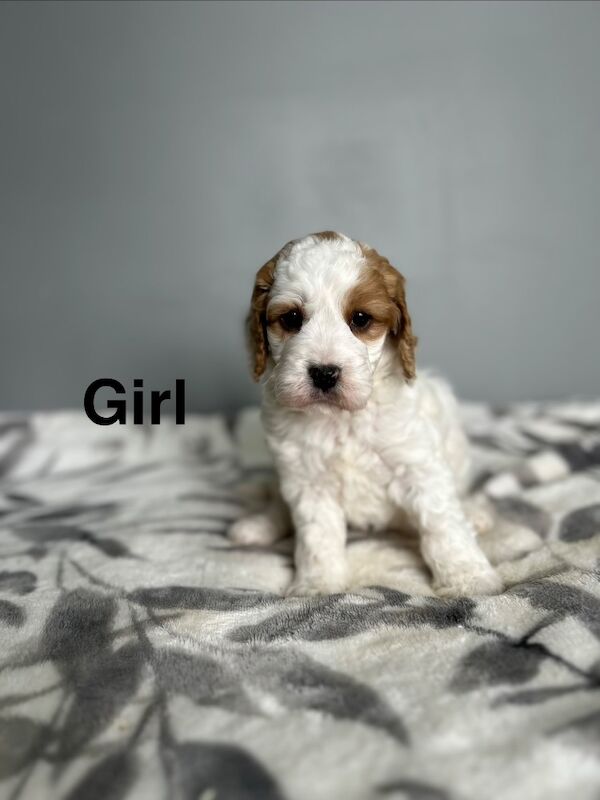 3 cockapoo girls ready to leave us from 6th April - Image 3 of 4