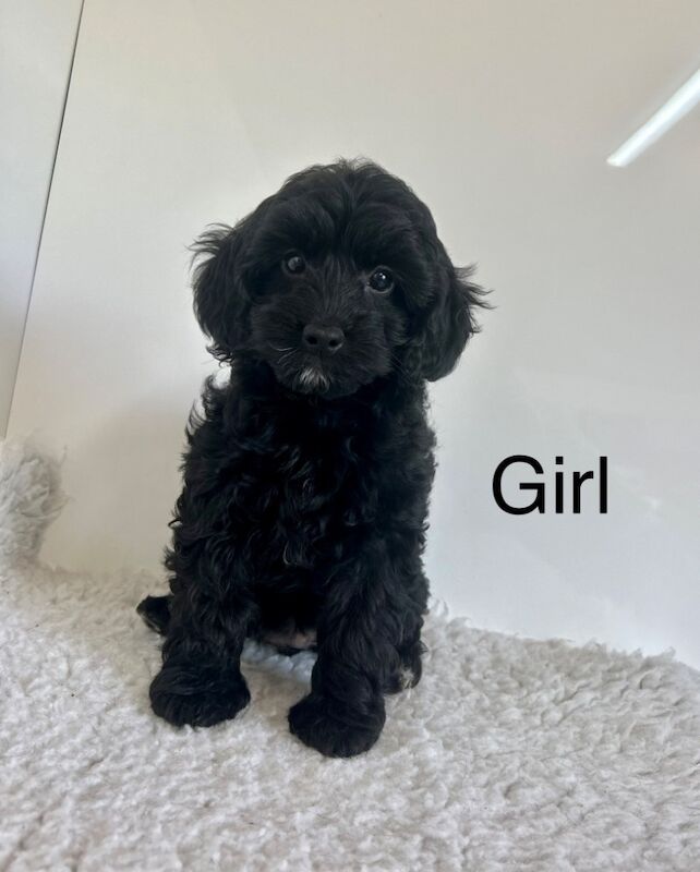 3 cockapoo puppies can leave us now for sale in Upwell Norfolk