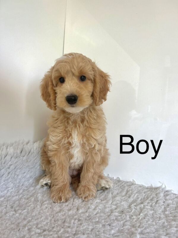 3 cockapoo puppies can leave us now for sale in Upwell Norfolk | Image 2