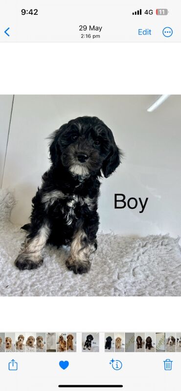 3 cockapoo puppies can leave us now for sale in Upwell Norfolk | Image 4