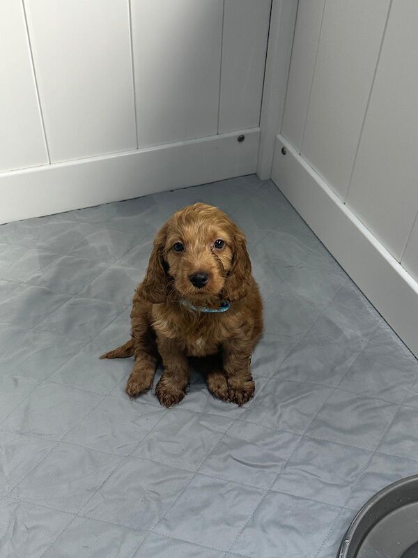 Cockapoo puppies for sale in Chertsey, Surrey – 8 weeks old