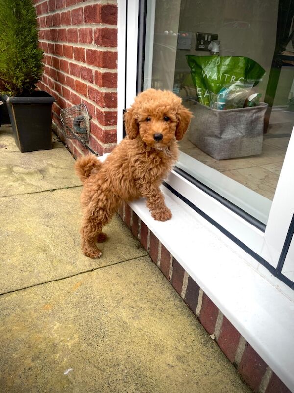 Cockapoo puppies for sale in Chertsey, Surrey – 8 weeks old - Image 3 of 6