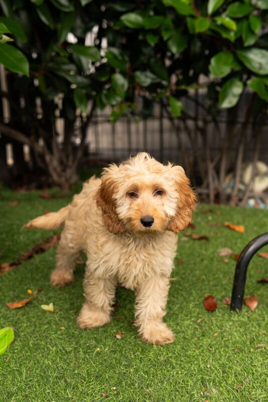 Cockapoo puppies for sale in Chertsey, Surrey – 8 weeks old - Image 4 of 6