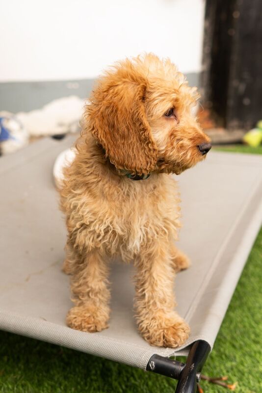 Cockapoo puppies for sale in Chertsey, Surrey – 8 weeks old - Image 5 of 6