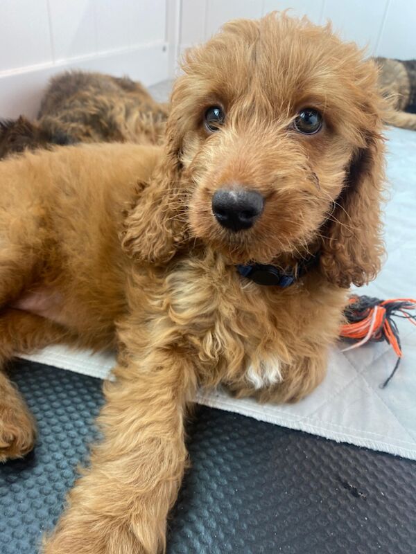 Cockapoo puppies for sale in Chertsey, Surrey – 8 weeks old - Image 6 of 6
