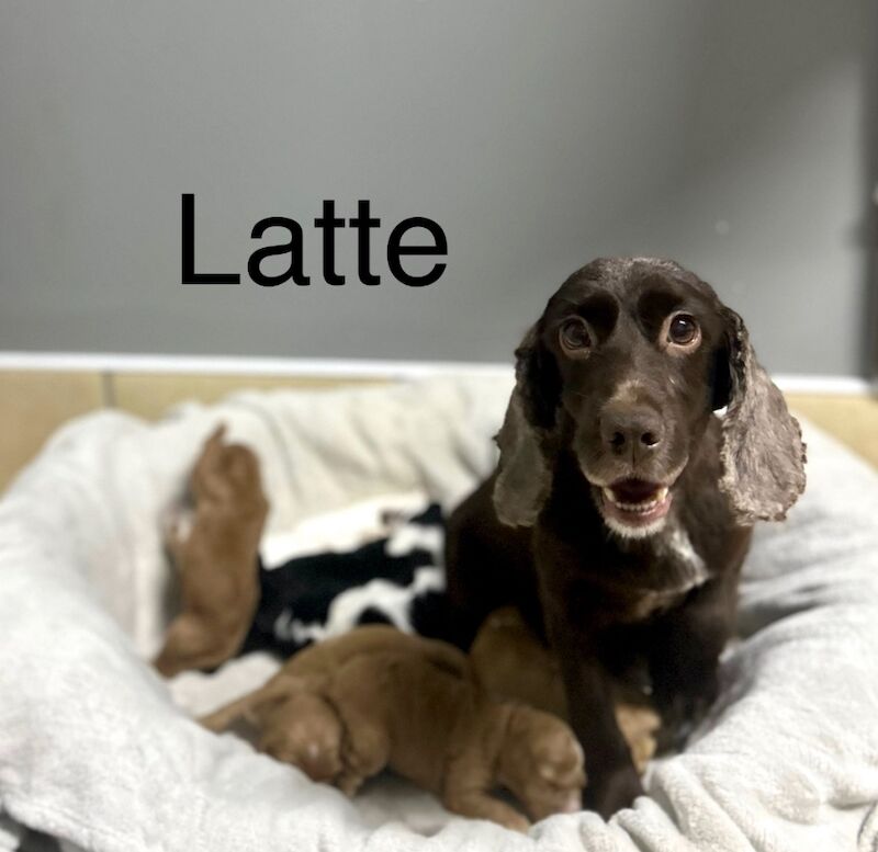 Cockapoo puppies for sale in Wisbech, Cambridgeshire – 4 weeks old