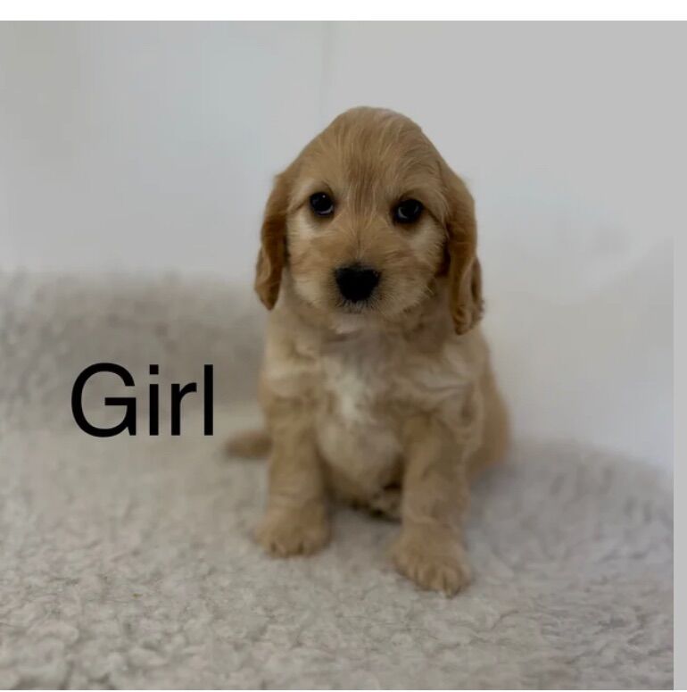 Cockapoo puppies for sale in Upwell Norfolk – 7 weeks old