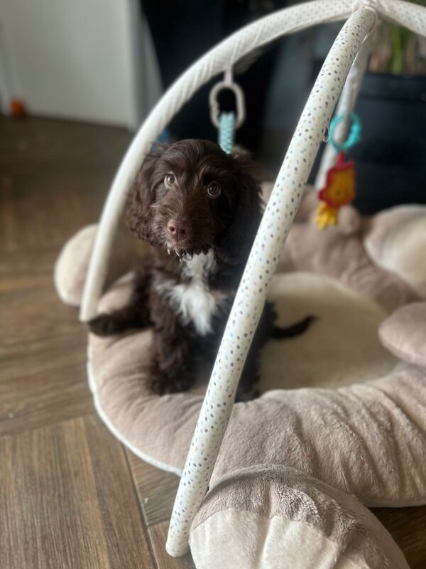 Cockapoo puppies for sale in Wisbech, Cambridgeshire – 4 months old - Image 1 of 4