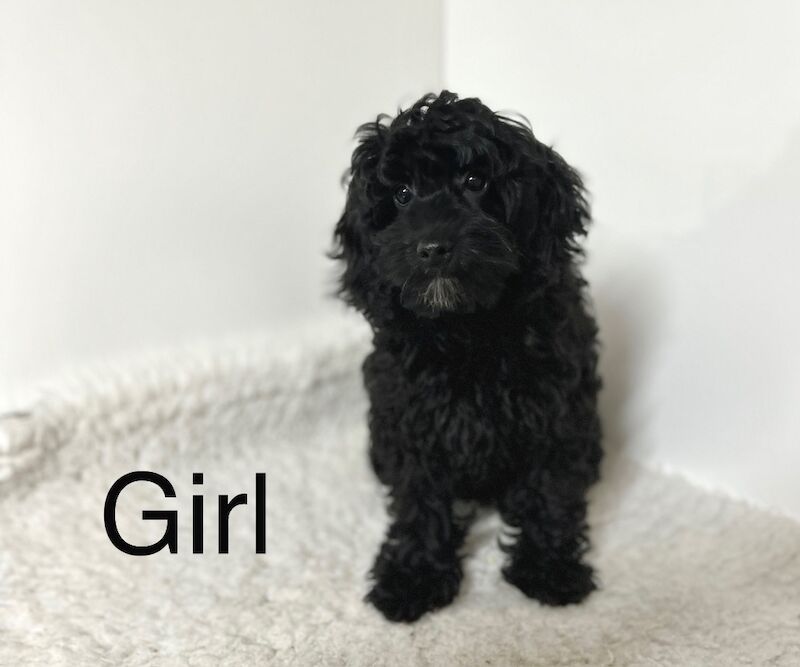 Cockapoo puppies for sale in Wisbech, Cambridgeshire – 4 months old - Image 3 of 4